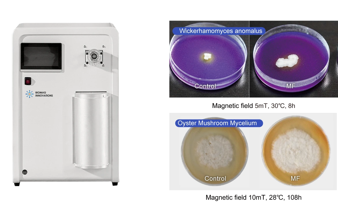 【Customer Case】Static Magnetic Field Boosts Production Offering Green Solution for Food Industry